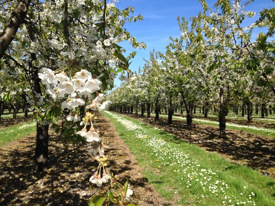 Meet The Producers - Brogdale Collection.