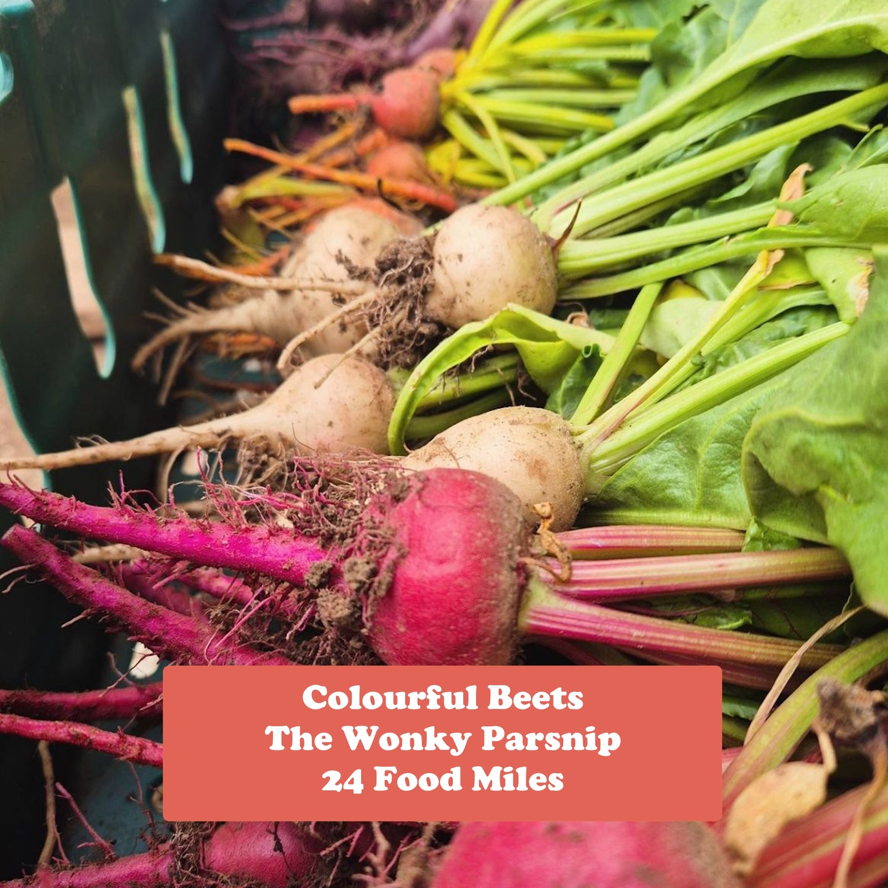 New Grower Update - Wonky Parsnip