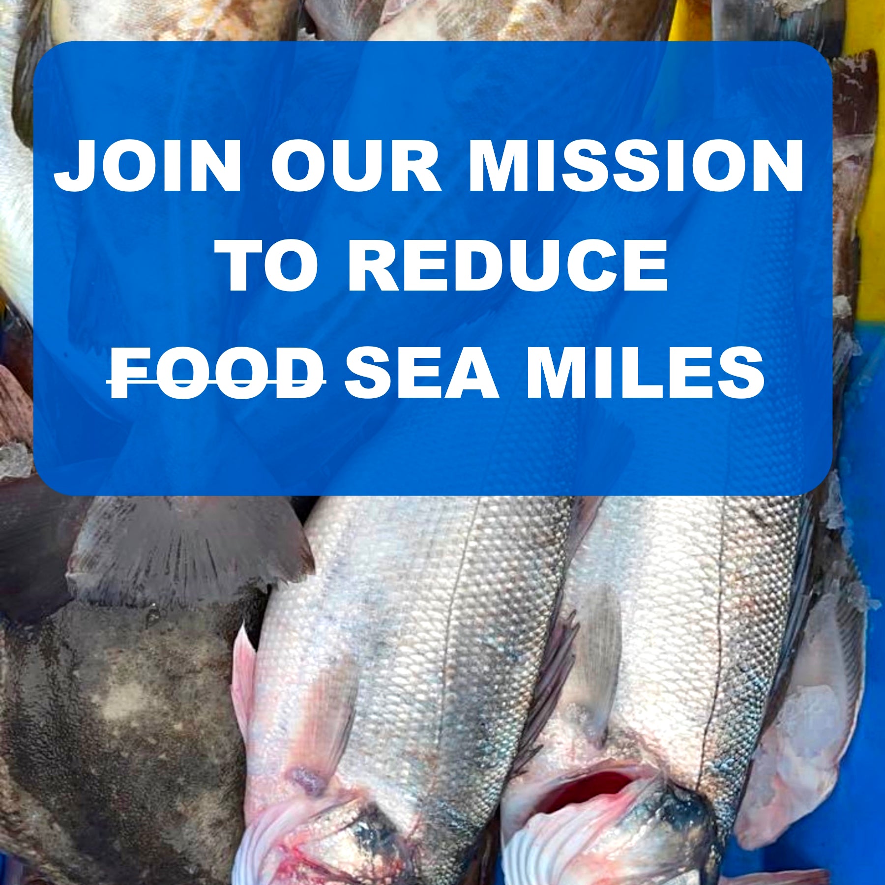 Local Fresh Fish Box