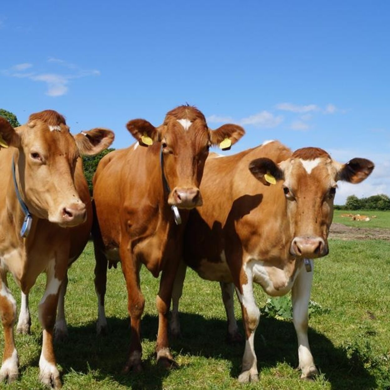 Kent Dairy - Low Emissons & No Bovaer