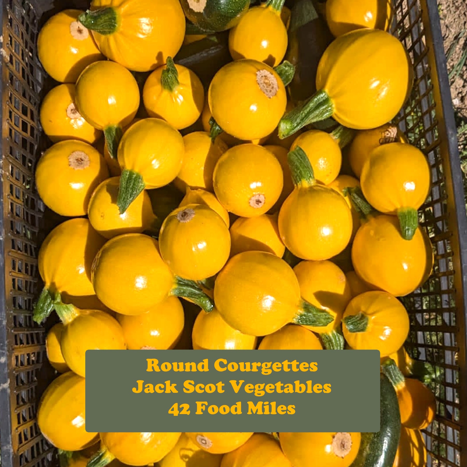 New Grower Update - Jack Scott