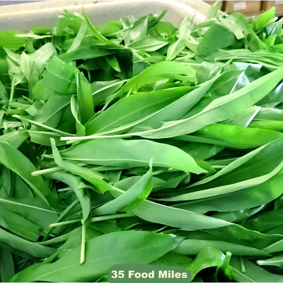 🚨NEW SEASON ALERT🚨  - Wild Garlic 🍃