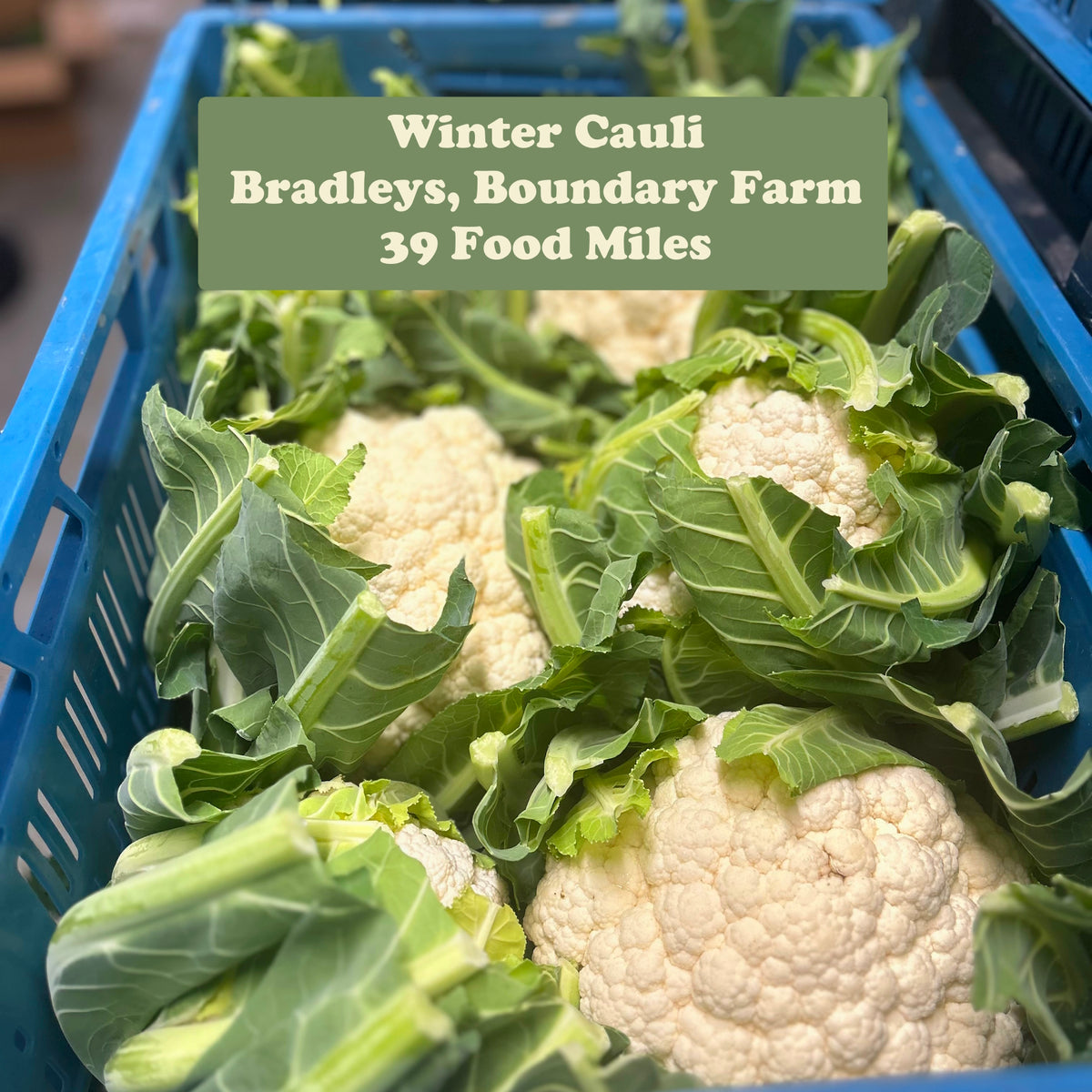 Cauli