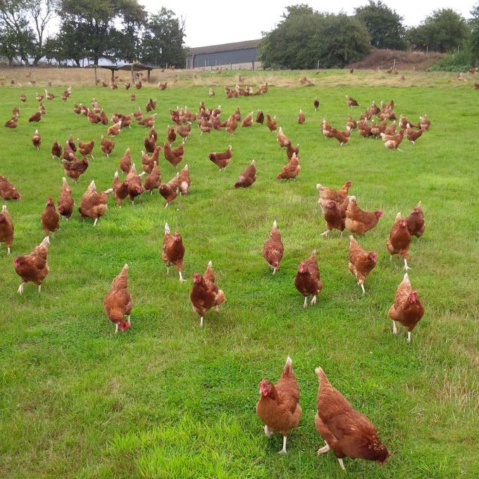 Free Range Large Chicken 4-5kg