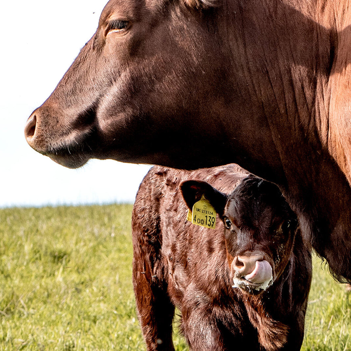 Free Range Beef - Topside per KG