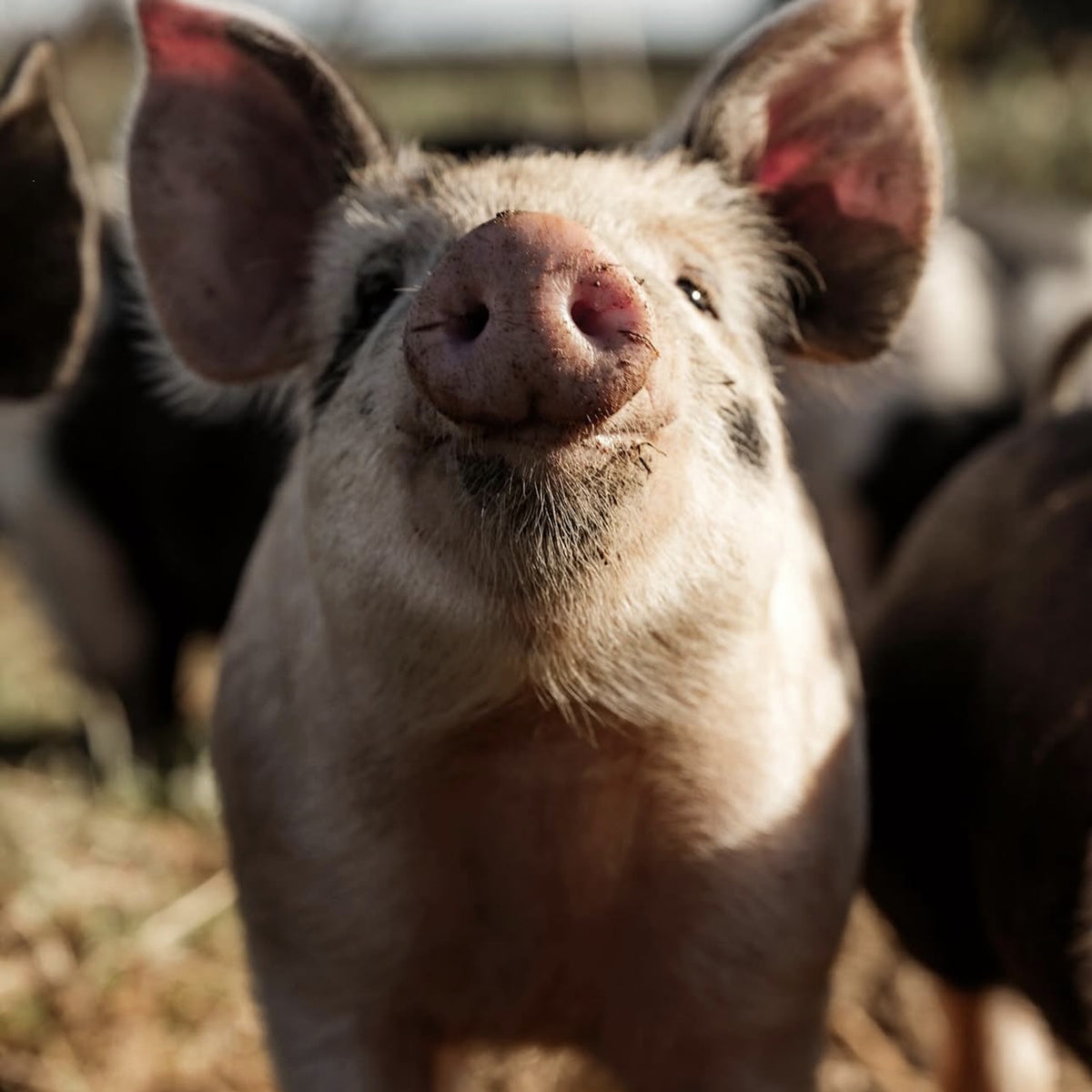 Free Range Pork Sausage Meat - 500g