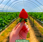 Kent Strawberries