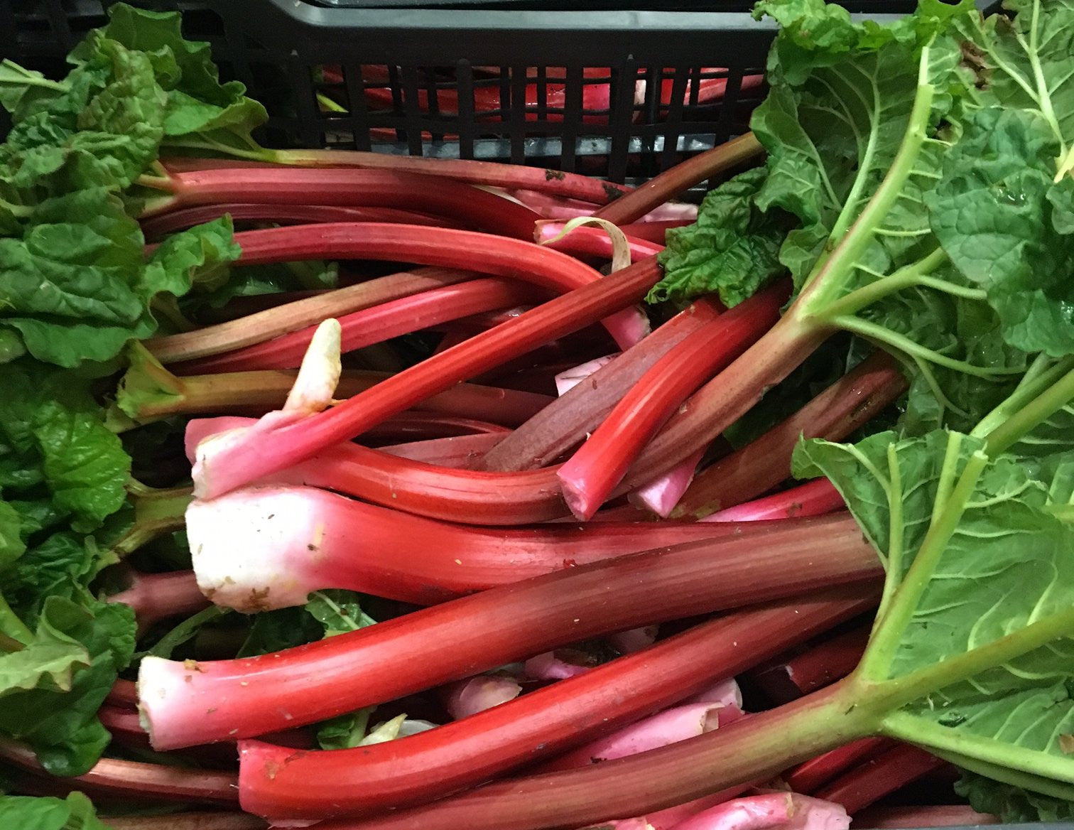 Kent Rhubarb 500G